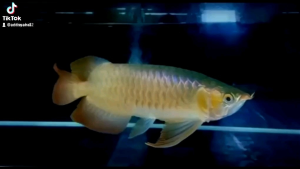 Lampu Tanning Arwana 30 Titik Mata LED HPL 30.000K