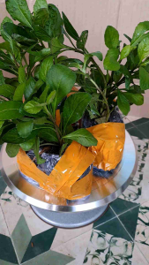 3 bụi Cây giống rau cải trời