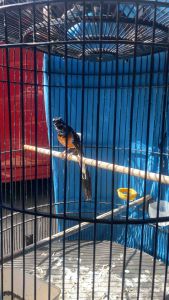 Obat Burung BIO NAFAS Mengobati Gangguan Pernafasan Pada Burung Serak suara pendek paruh mangap