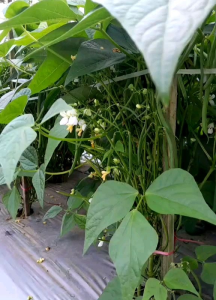 (KEMASAN PREMIUM) BIJI/BENIH BUNCIS TEGAK/BUNCIS BABY BEAN