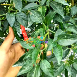 [TERMURAH] BIJI/BENIH CABE  KERITING MERAH (REPACK)