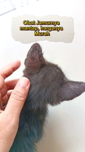 SALEP JAMUR KUCING MICONAZOLE SALEP SCABIES KUCING MICONAZOLE\nSALEP JAMUR - SCABIES & INFEKSI KULIT ANJING KUCING ((MICONAZOLE 10 GR))\nOBAT SALEP MICONAZOLE JAMUR LUKA INFEKSI KUCING ANJING SCABIES