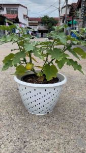 ต้นไม้ กระถางเร่งราก เร่งรากโตไว กระถางเเอร่งพอต กระถางสายเขียว กระถางปลูกกัญ กระถางพลาสติก