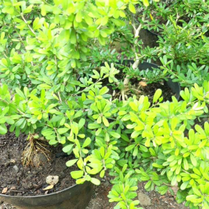 SAENGSIMBUR MICRO VIETNAM BAHAN BONSAI