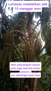 Bibit Aren Super HIBRIDA