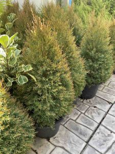 ต้นสนหอม-สนหอมไล่ยุง#ทรงพุ่ง