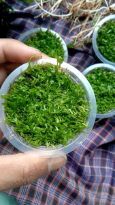 Tanaman Aquascape ultricularia graminipolia ug hiasan aquarium