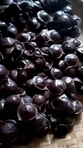 jengkol muda segar 1kg jengkol lalap