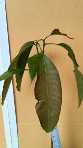 ต้นมะม่วงน้อย/กะล่อน/กะสอ/มะม่วงบ่ายโบก (เพาะเมล็ด)