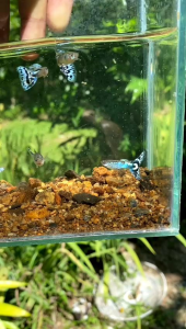 GUPPY WHITE MOSSAIC 1 pair