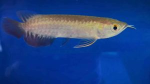 High Quality💢Wholesale Price- High Back Golden Arowana - AquaX Live Fish With D.O.A. *Ship West & East Malaysia* ~Farm Direct Sell