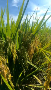 0BENIH PADI UNGGUL GALUR NUSANTARA 5KG KUALIAT TERJAMIN 100% ORIGINAL