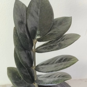 ต้นกวักมรกตดำ ต้นไม้มงคลขนาดกระถาง 8 นิ้ว