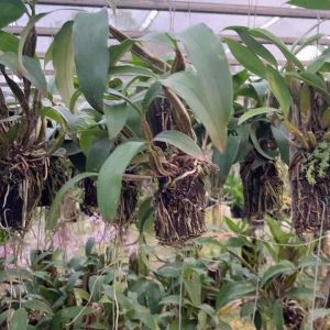 กล้วยไม้มัจฉาชมพู ติดขอนไม้ ไม้เมล็ด