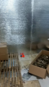 IKAN ASIN DENGDENG TEMBANG MURAH FRESH DENDENG MANIS