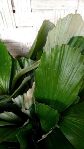 30 Bibit Pohon Aren Genjah Siap Tanam + Bonus