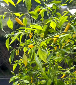 5 BUTIR BIJI/BENIH CABE LEMON DROP PEPPER