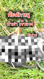 กับดักหนู ฟ้าผ่า เร็วแรง ประสิทธิภาพสูง ขาสั้น(กว้าง19 ซม.สูง24 ซม.) ดีที่สุด ดักง่าย อยู่ทุกตัว แข็งแรง ทนทาน หนูแผง หนูพุก นก งู ได้ผลดีมาก