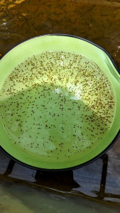 Kutu Air Daphnia Magna