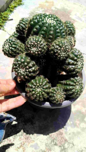 实生多头退刺眩美玉18head Seedling Multihead Parodia Crassigibba Cactus