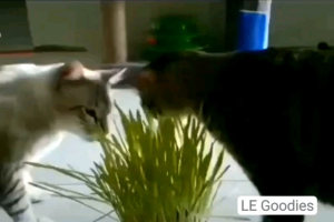 Rumput Kucing+Eco Set/Cat Grass Seeds Set(Cat Snack/Cat Food/Makanan Kucing/Pet Favourite)