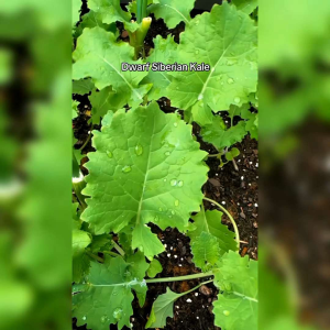 50 BIJI BENIH KALE DWARF SIBERIAN (REPACK)