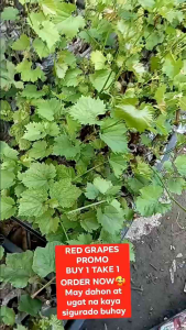 CARDINAL PLANTS b1t1 RED  GRAPES WITH FREEBIES  MAY DAHON AT UGAT NA KAYA SIGURADO BUHAY ORDER NOW PLANT
