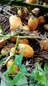 buah pinang tua segar 1kg buah jambe/pinang DISKON BESAR BESARAN MURAH MERIAH BELI 3KG DAPAT 500G