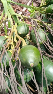 buah pinang muda buah pohon pinang/jambe 1kg obat tradisional  BELI 5 KG GRATIS 1KG