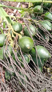 1KG BUAH PINANG MUDA ASLI SEGAR FRESH OBAT HERBAL EPEKTIF