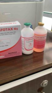 CLAFOTAX 10g hanvet bột pha tiêm xử lý các trường hợp viêm ruột tiêu chảy viêm khớp viêm zú viêm da cho gia súc gia cầm