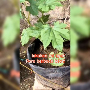 BENIH PARE/PARIA HIJAU (KEMASAN ORIGINAL)