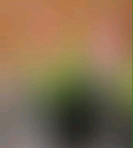 30 BUTIR BIJI/BENIH BUNGA CELOSIA PLUMED KIMONO MIXED