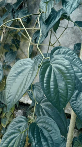 Daun Sirih Tradisional: Manfaat Kesehatan Alami