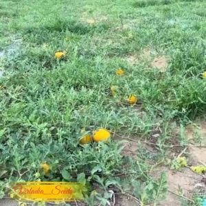 [Virladia Seeds] 15 Biji Benih Semangka Golden Yellow Kuning