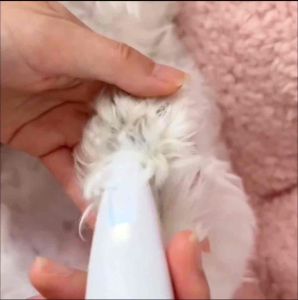 🔥ส่งไว พร้อมส่ง คมกริบเสียงเงียบ🔥ปัตตาเลี่ยนไฟฟ้าไร้สายพร้อมไฟLED สําหรับตัดขนสุนัข แมว กระต่าย ได้ทุกส่วน