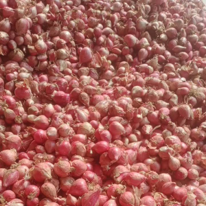 BAWANG MERAH LOKAL UKURAN TANGGUNG 1 KG MURAH Herbs Bumbu Masak Indonesia Kemasan Pouch Bawang Merah - Lazada