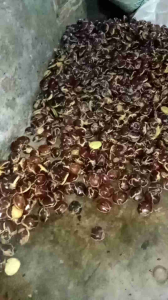 Jengkol tua 1kg termurah ukuran super/besar-besar