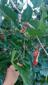 Mulberry Fruit Stem Cutting & Fresh Leaves: A Comprehensive Guide