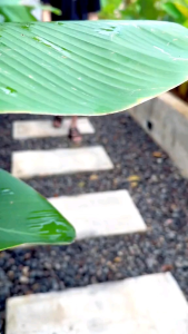 CELANA CHINO PENDEK PRIA DEWASA BAHAN COMBED STREATCH/SHORT CHINO PANTS PENDEK CHINO PENDEK