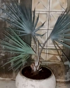 palem bismarkia silver