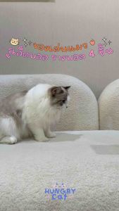 [พร้อมส่ง❗️] ของเล่นแมว รูเล็ตบอล รางบอล 4 ชั้น 🎡| แมวหิว