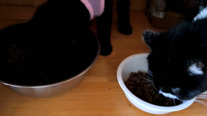 Pate dành cho mèo nhiều vị lon lớn siêu tiết kiệm bé siêu thích  TRUE TASTY TUNA lon 400gr