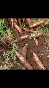 Singkong Racun Sapi Kuru Segar Untuk Kangker 1 Kg