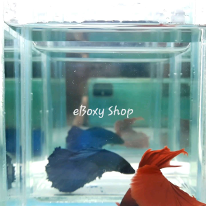 Super Red Halfmoon Betta