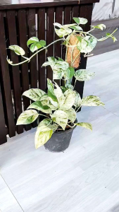 Epipremnum pinnatum marble Variegated อิพิมาเบิ้ลใบฉีก ไม้ด่าง ตัวแรร์ เสน่ห์ของไม้ใบที่ได้สำผัสแล้วจะต้องหลงรัก จัดส่งพร้อมกระถาง 6นิ้ว