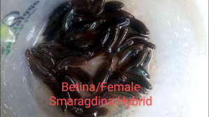 2 ekor Betina /Female Wild Betta-Smaragdina Hybrid (random pick)