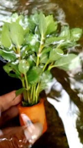 tanaman air aquascape higropila diformis per pot