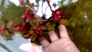 Tanaman Air Mini Ludwegia Super Red untuk Aquascape
