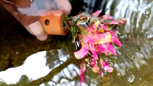 tanaman air aquascape krokot red hiasan aquarium per pot